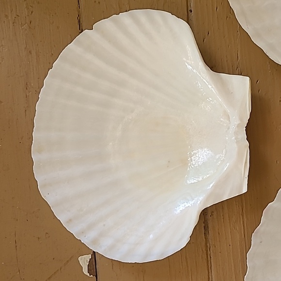 Large Scalloped Clam Shells Made in Japan - Picture 15 of 16